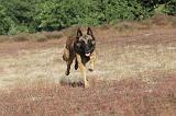 MALINOIS 029